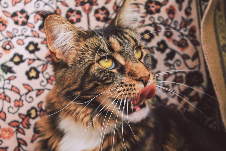 maincoon