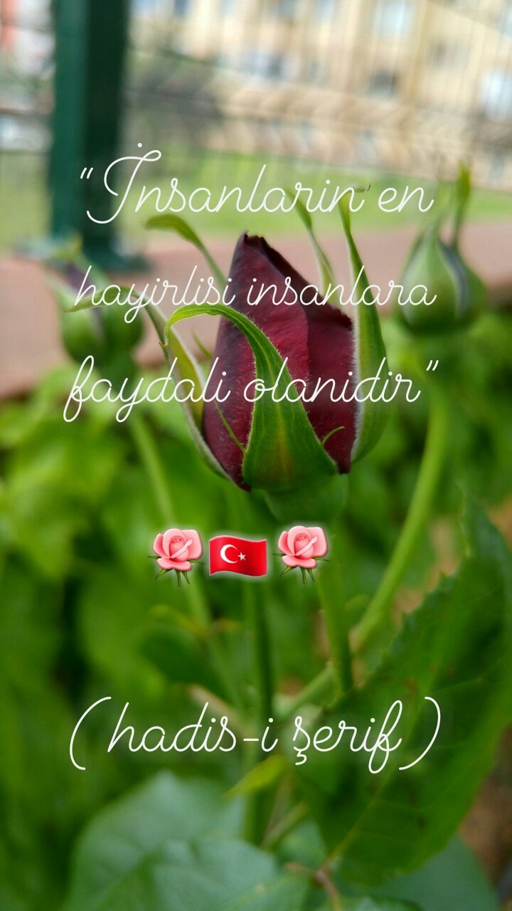 Yaratılanı severim, Yaradan'dan ötürü..