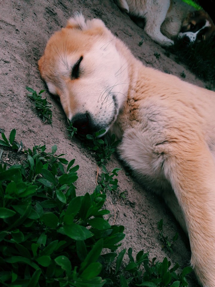 puppy