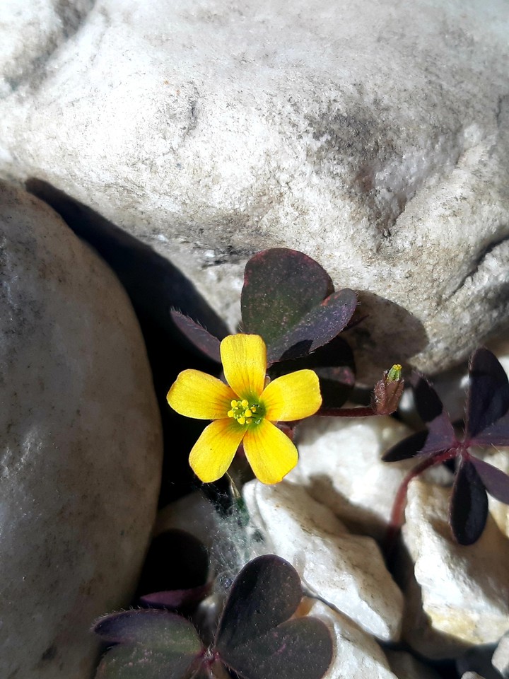 yellow flower