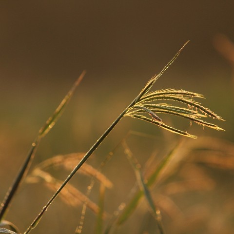 grass