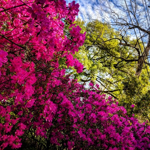 spring is in the air