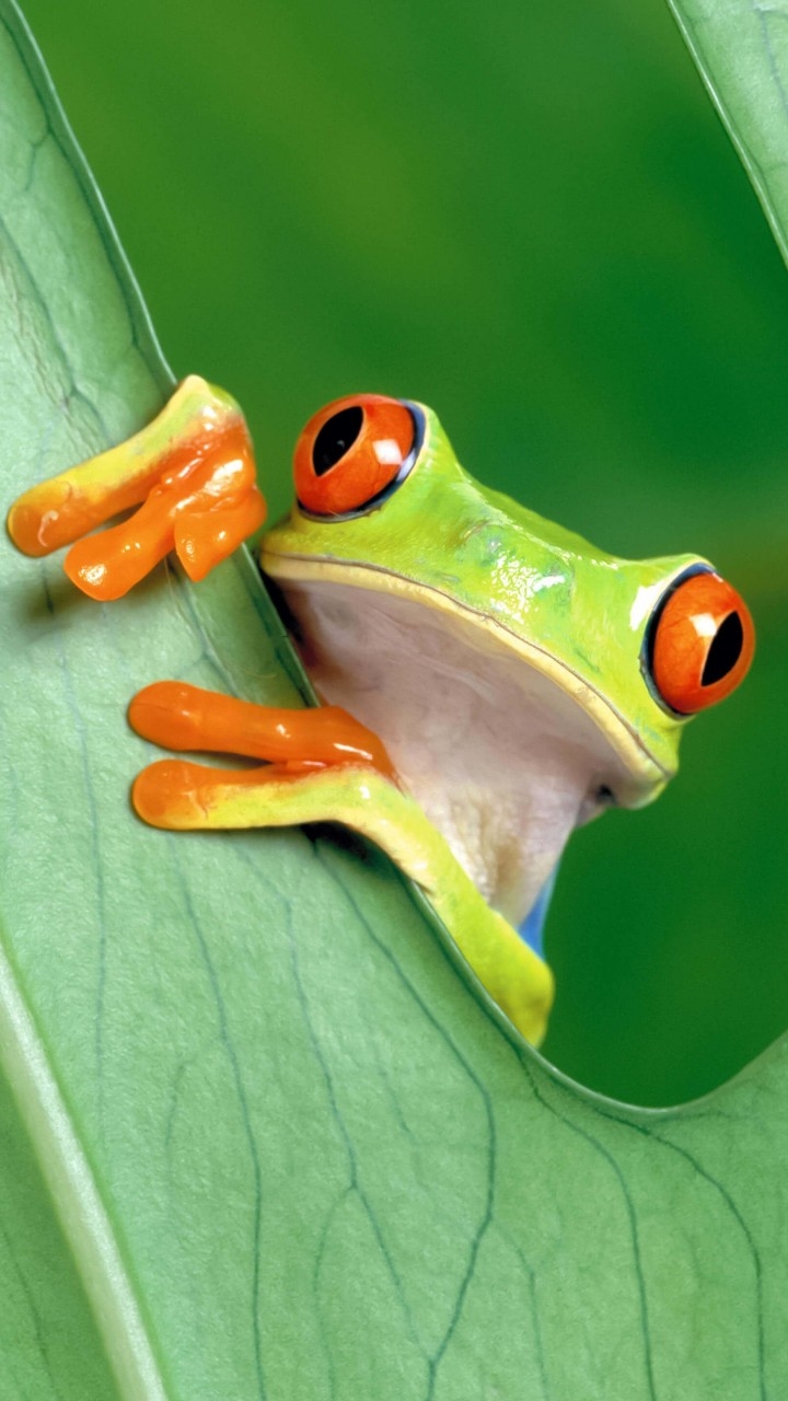 Red eyed tree frog