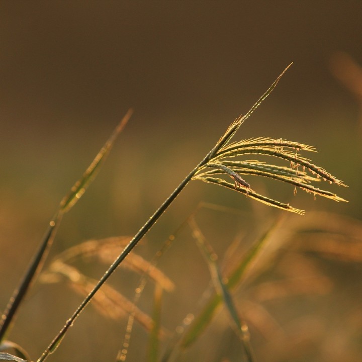 grass
