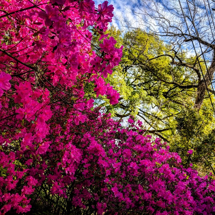 spring is in the air