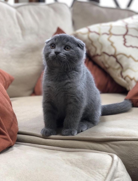 тапети felidae, Carnivore
