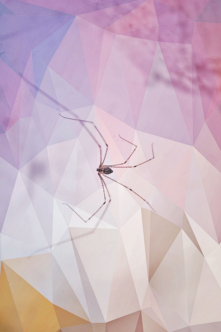 Smooth spider