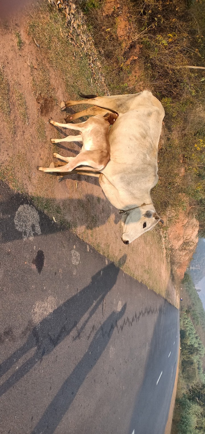 cow with here child