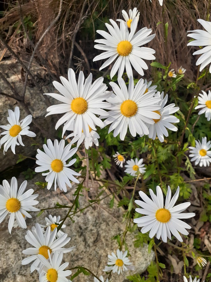 Flowers