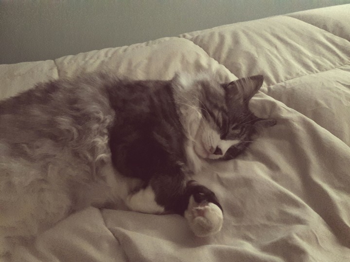 Gato