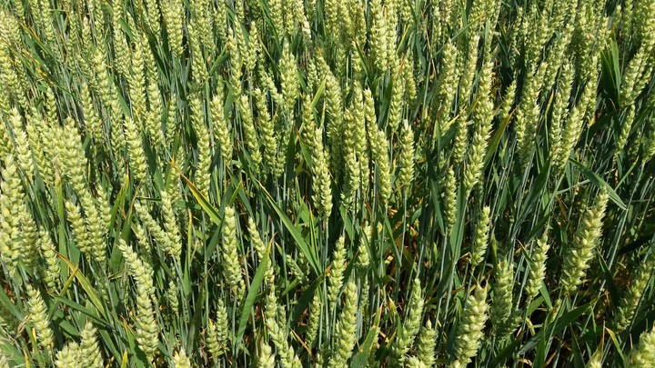 wheat