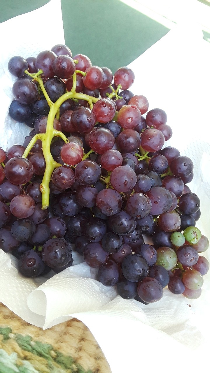 Baby Grapes
