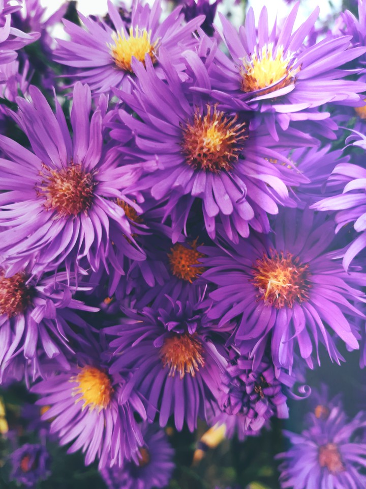 purple.