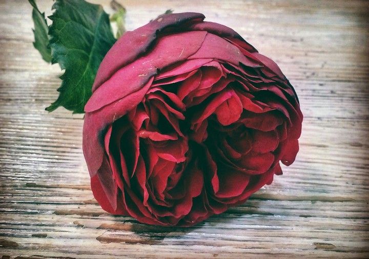piano rose