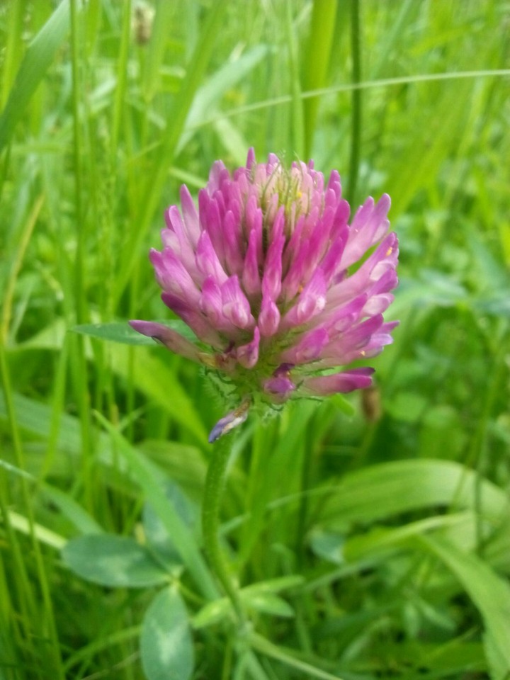 Natur