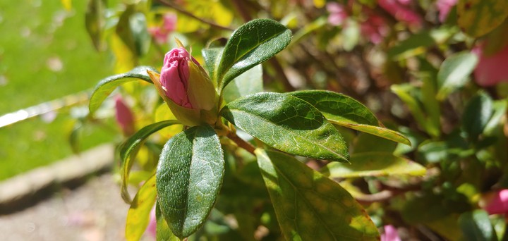 bud