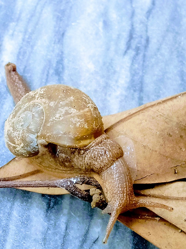 Snail
