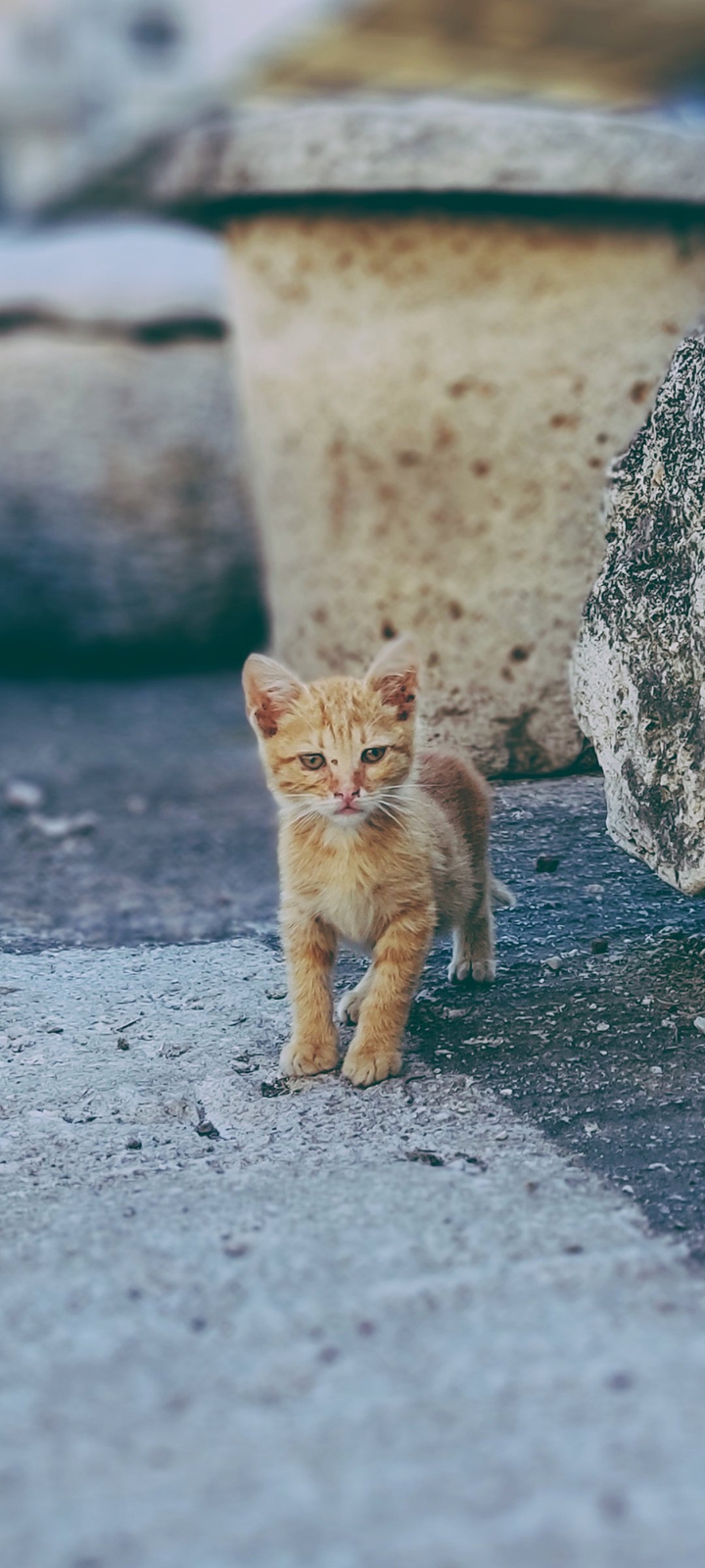 kitten