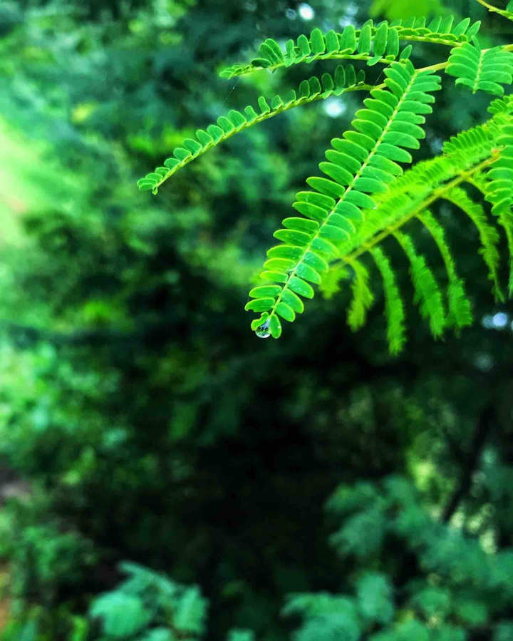 Drop