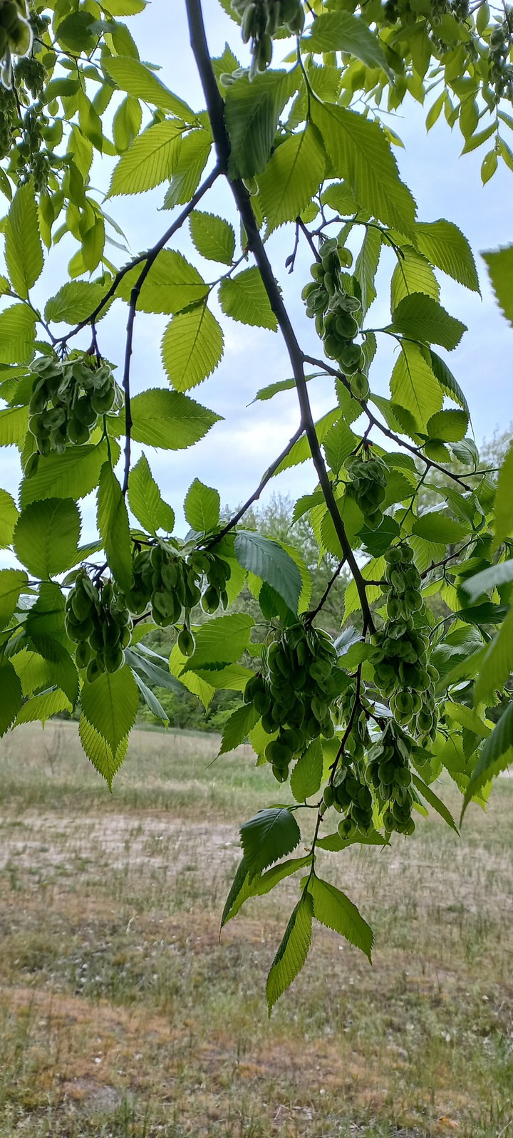 весна, зелень