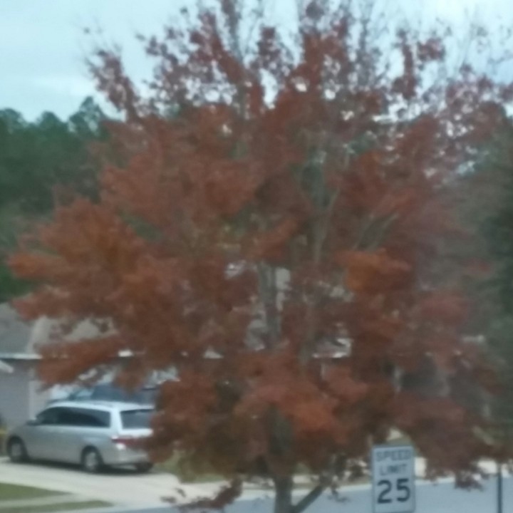 Maple Tree