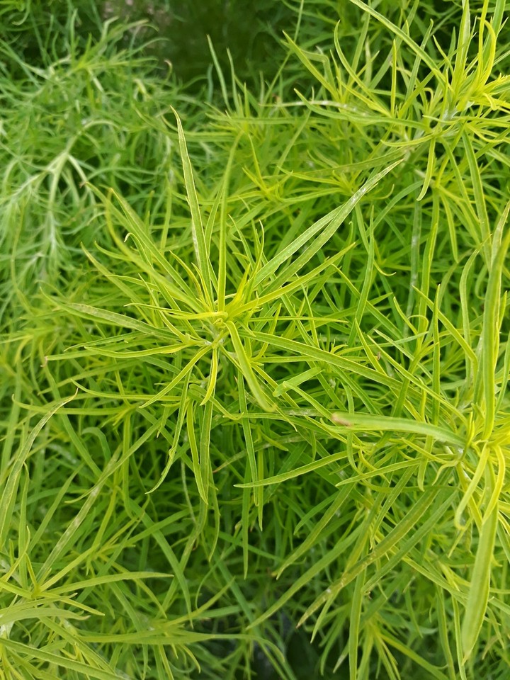 куст