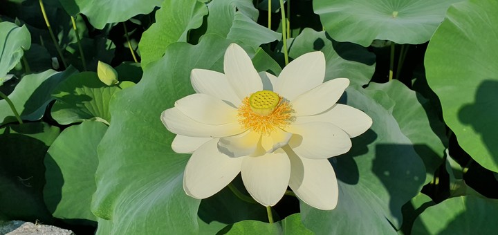 lotus