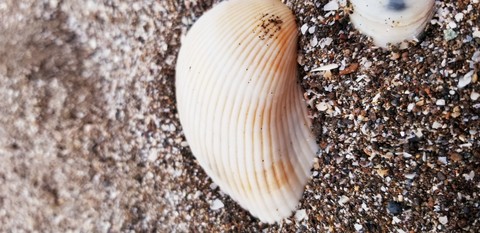 sea shore