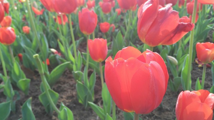 Boom Tulipa