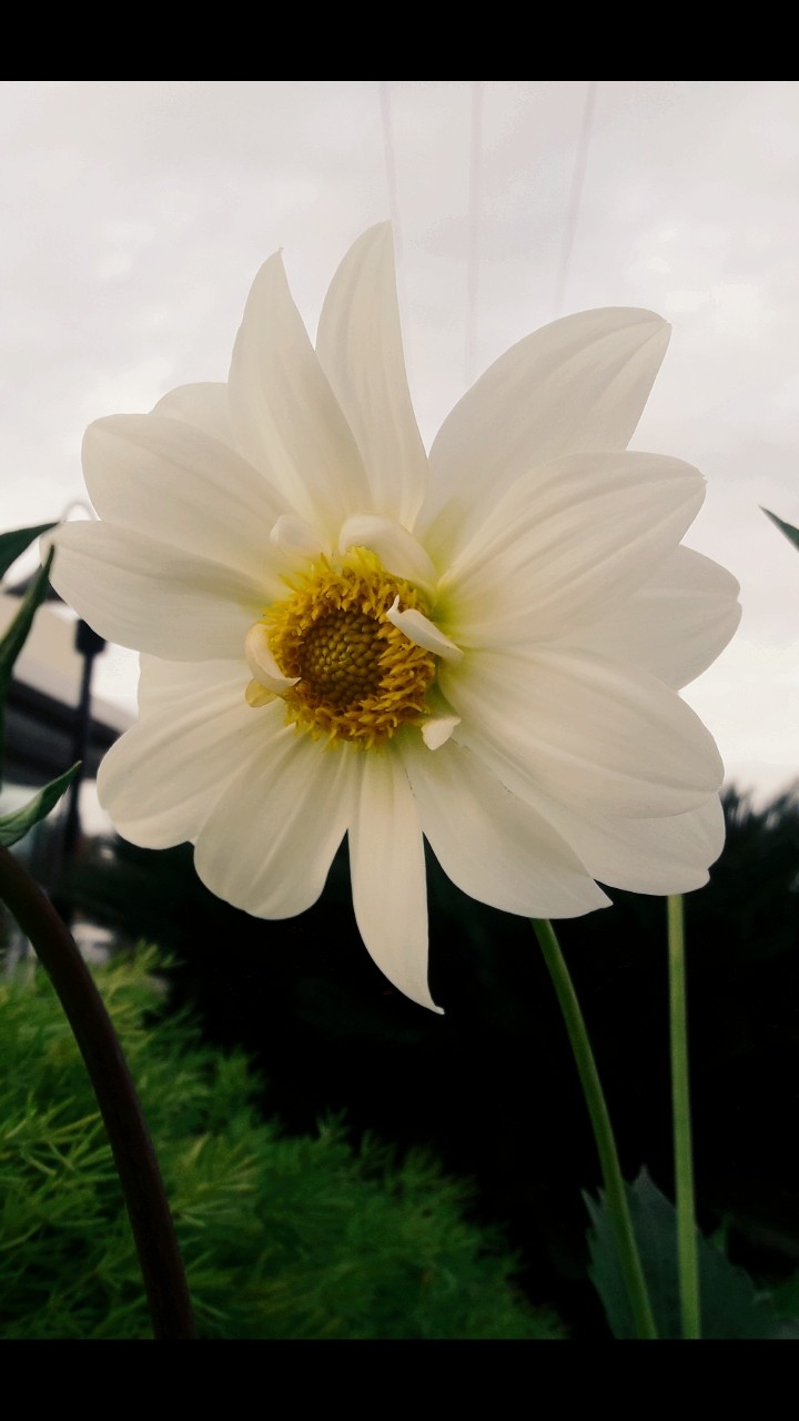 White Flower