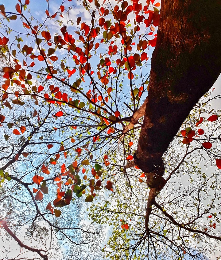 a tree in my school