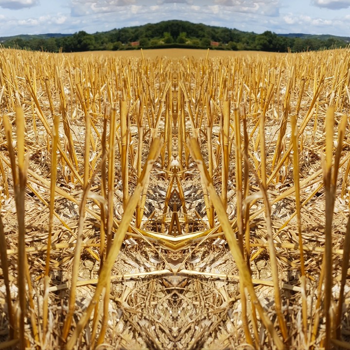 wheat