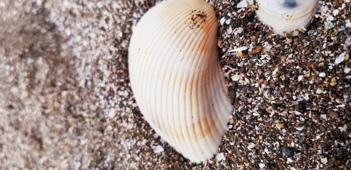 sea shore