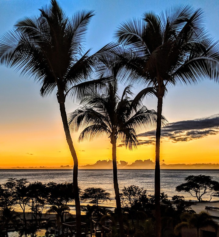 Tropical