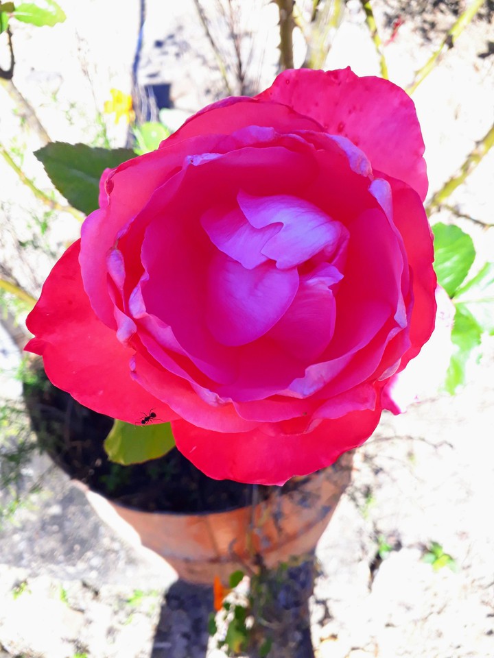 rosa