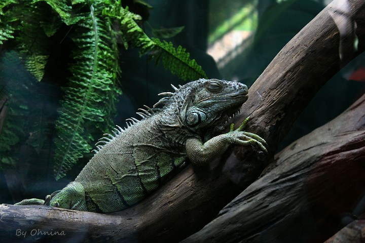 animal