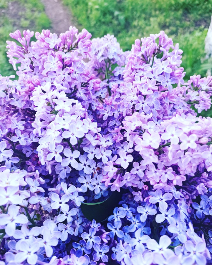 сирень