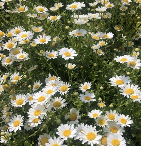chamomile, petal wallpapers