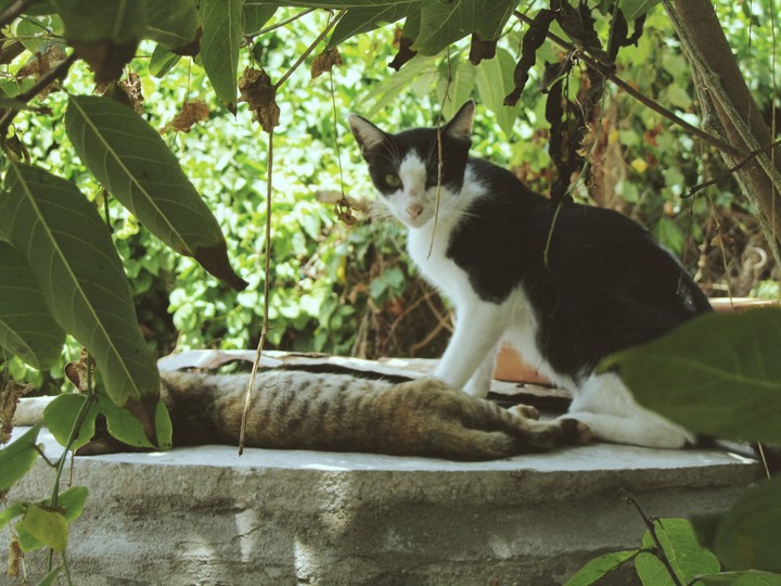 Cats