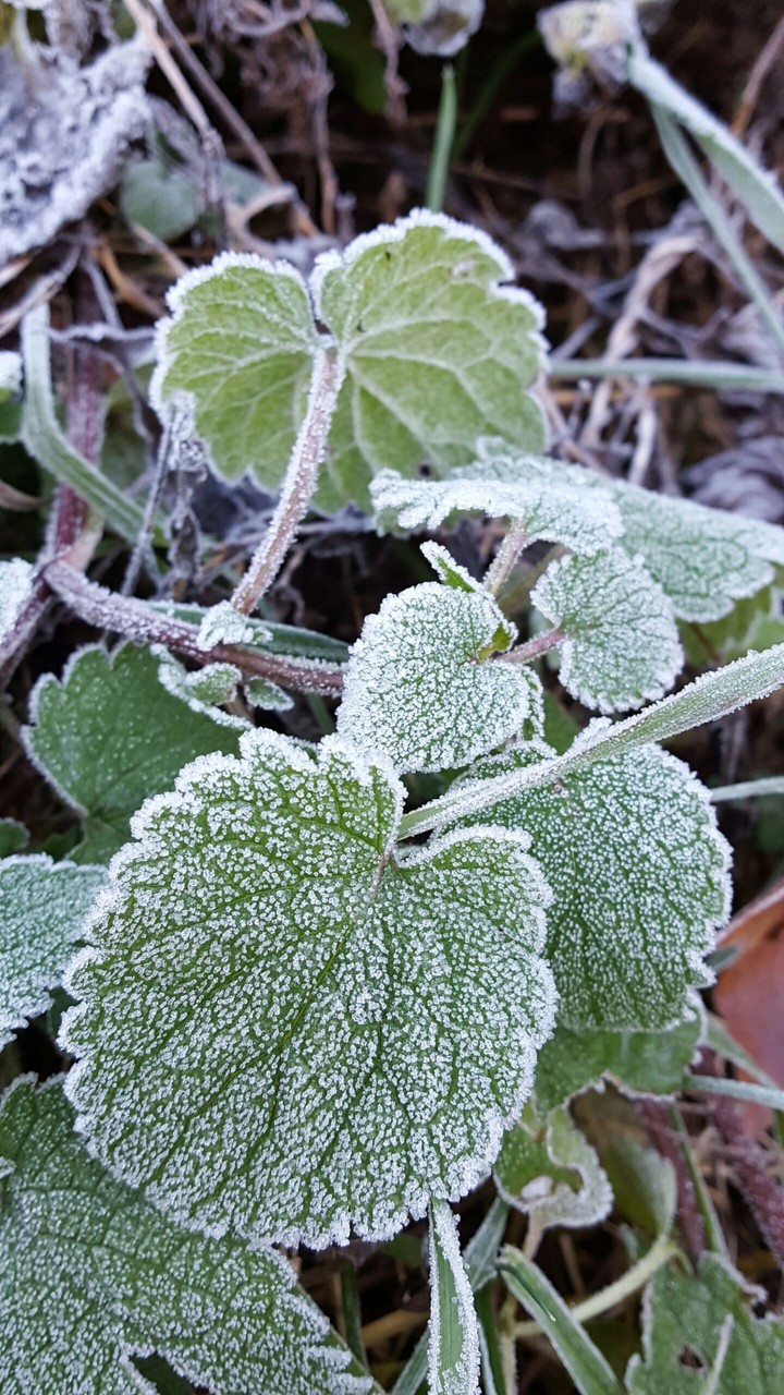 leaf