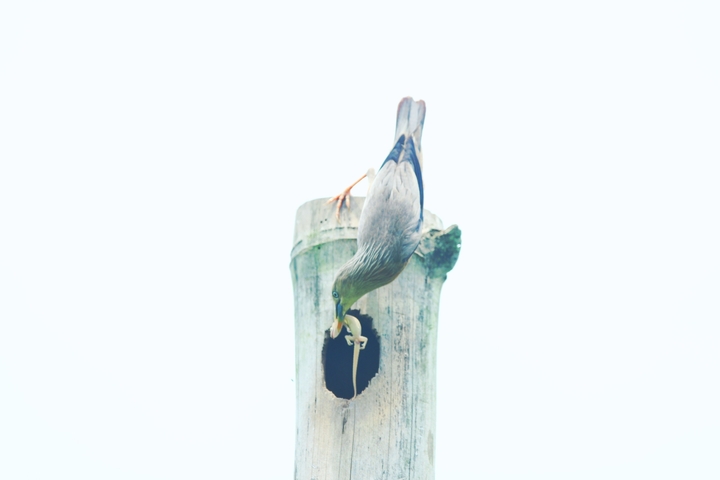 bird
