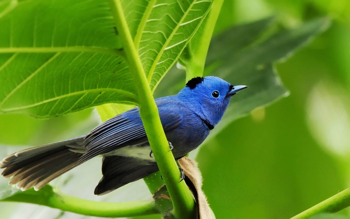 bird