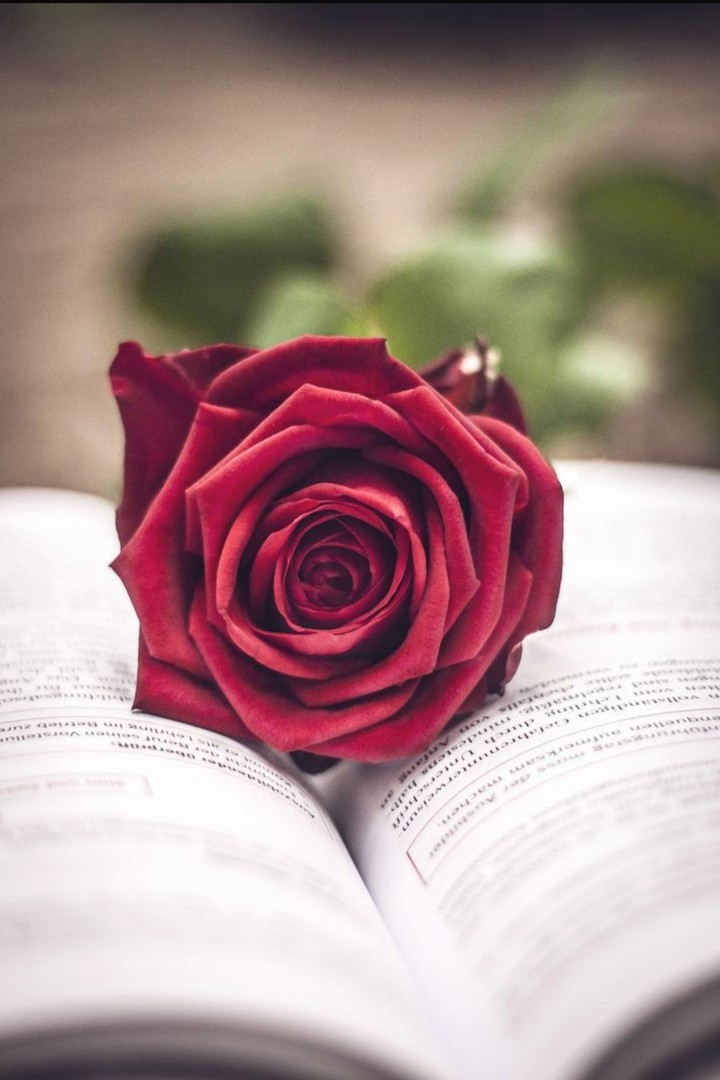 rose ❤