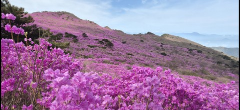 papéis de parede massif, rhododendron
