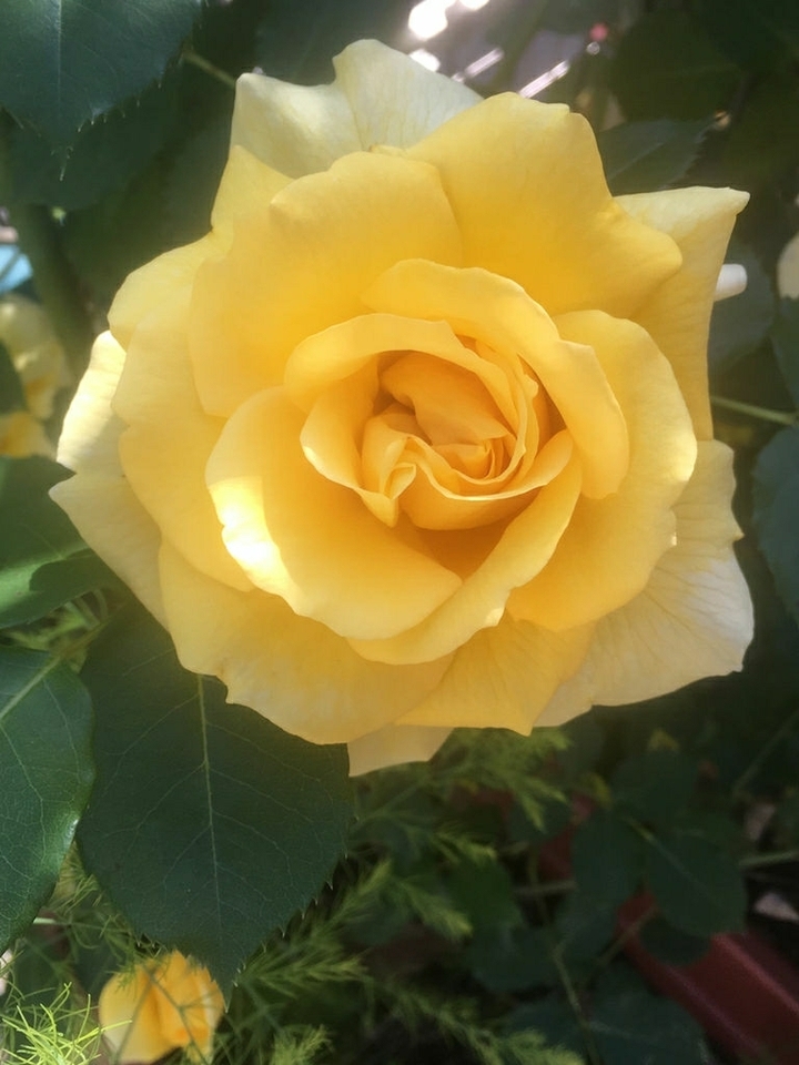 yellow rose