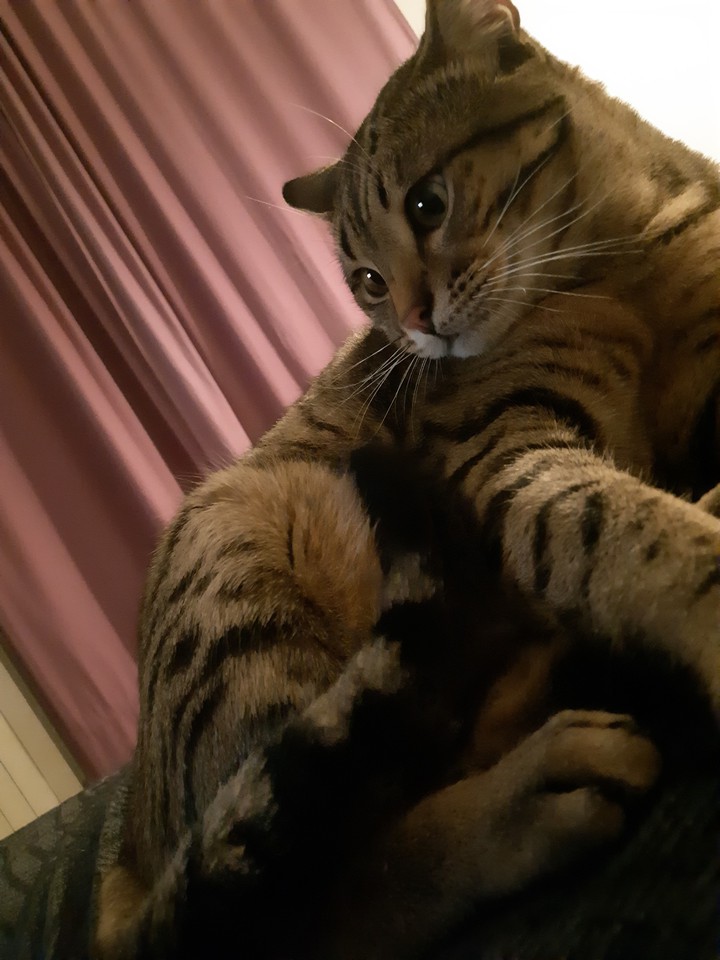 Shall we play mum?