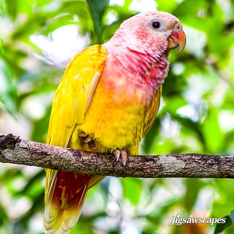 רקעים Parrot, beak