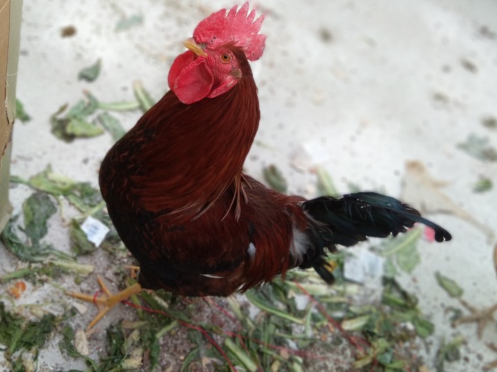 rooster