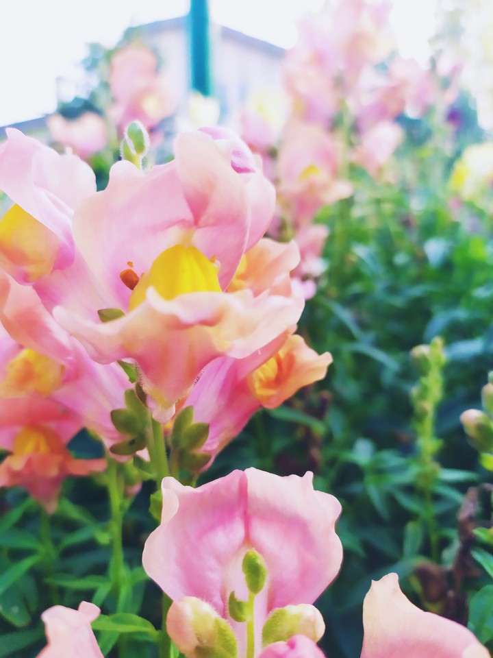 flowers