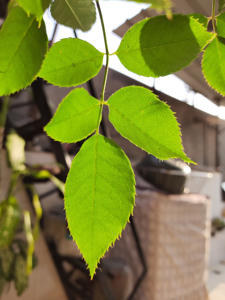 Leaf